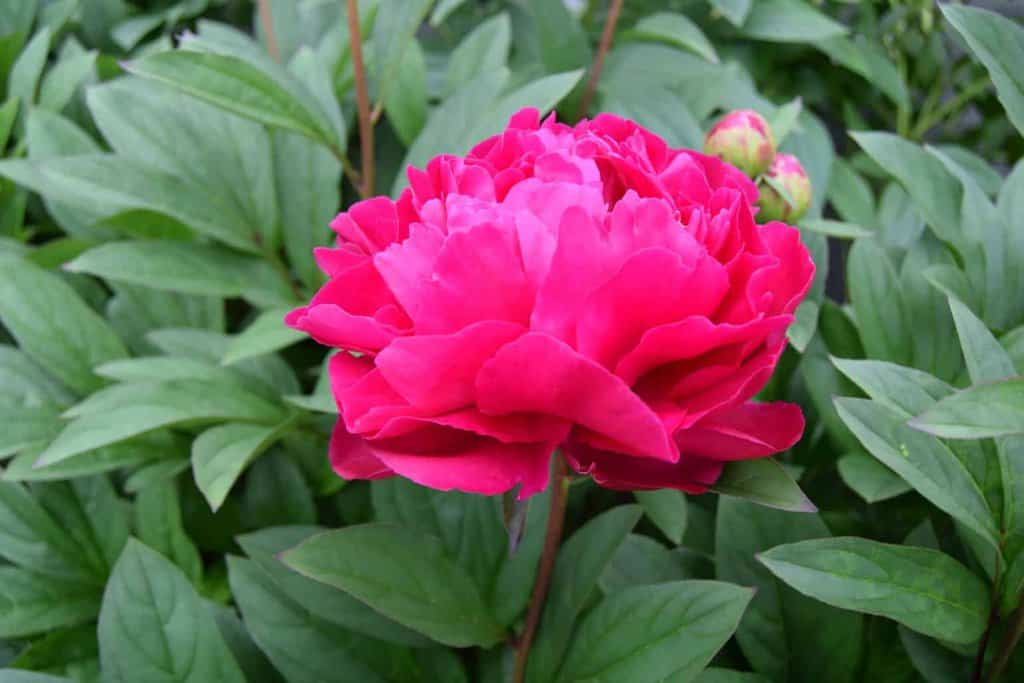 Paeonia lactiflora 'Karl Rosenfield' ---
